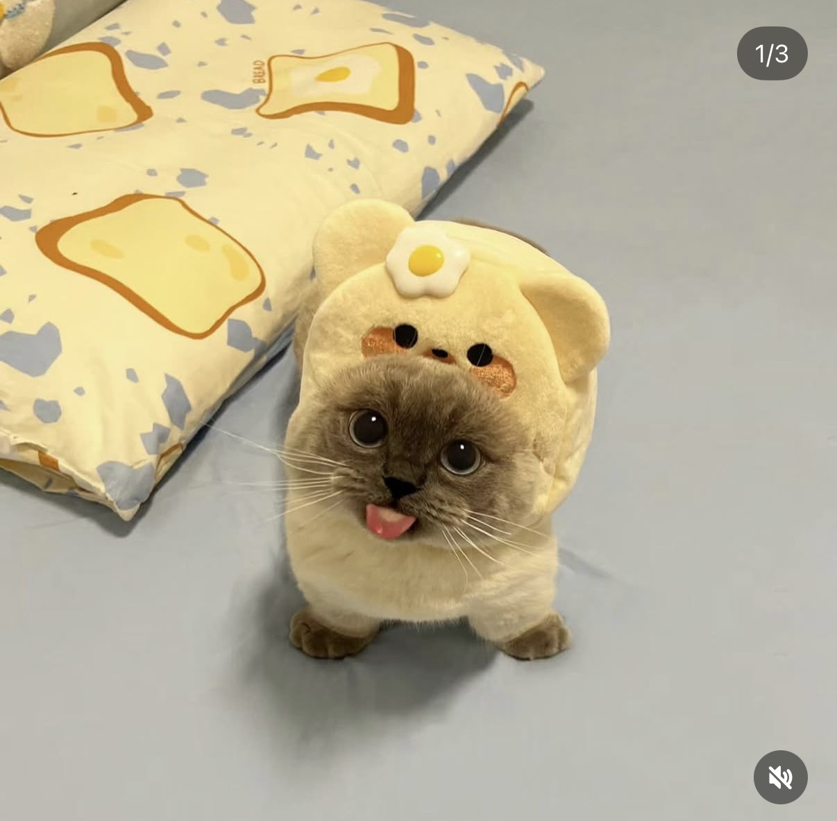 Xiaojie the cat wearing a yellow bear hat